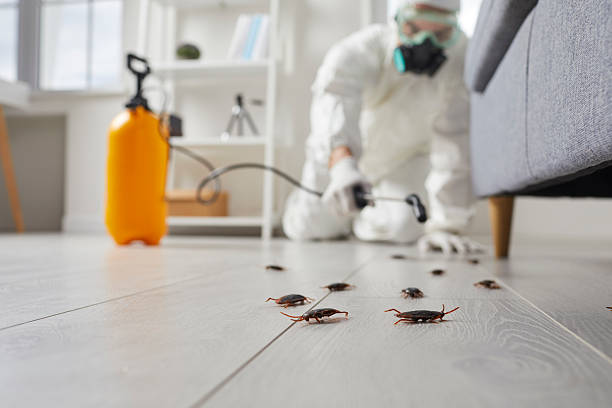 Affordable Termite Control solutions in Dermott, AR
